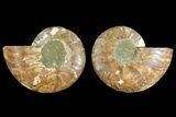 Agatized Ammonite Fossil - Crystal Lined Chambers #139735-1